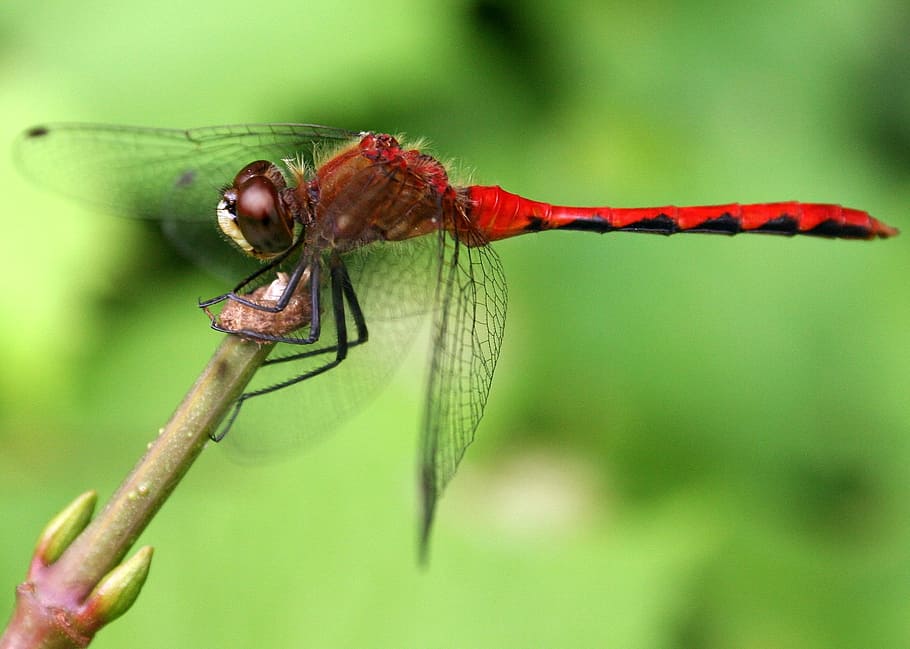dragonfly, red, insect, nature, wildlife, bug, natural, environment HD wallpaper