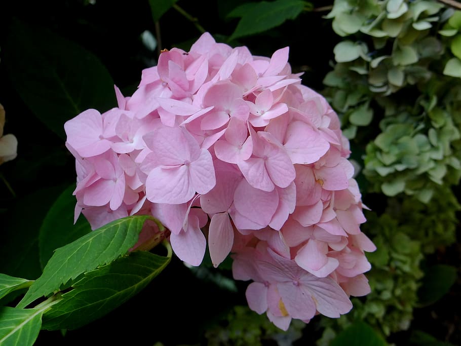 hydrangea, flower, pink, blossom, botanical, nature, plant HD wallpaper