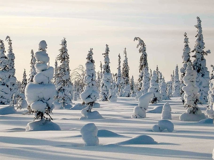 trees covered in snow, winter, frost, forest, white, russia HD wallpaper