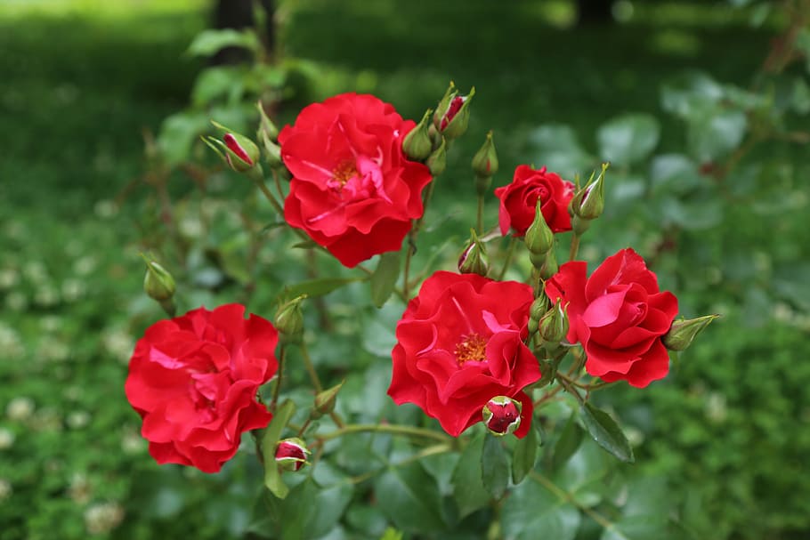 rose, red rose, nature, spring, flower, flowering plant, beauty in nature HD wallpaper