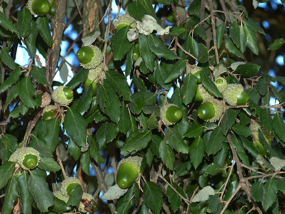 Acorns, Tree, Forest, Oak, Oak Leaves, nature, pedunculate oak HD wallpaper