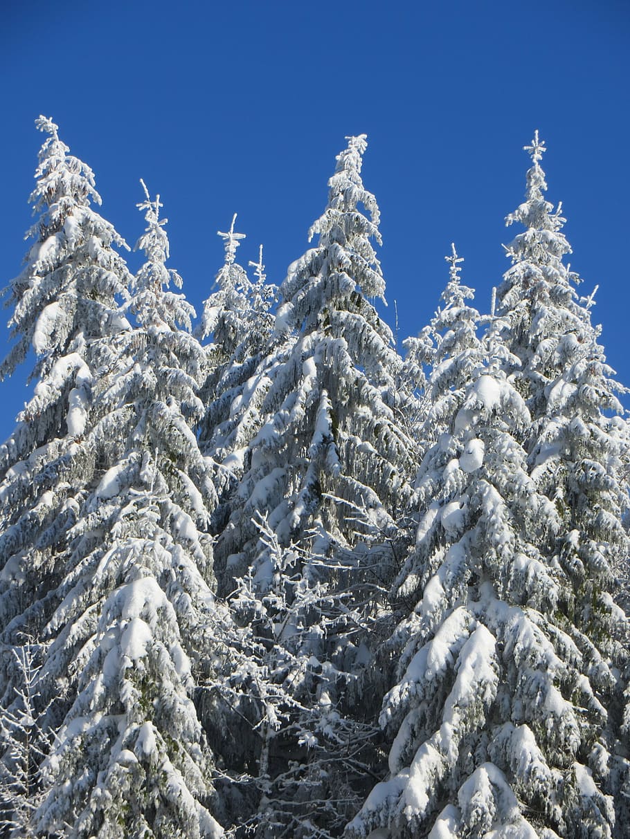winter, tree, snow, winter trees, wintry, cold, tree trunks HD wallpaper