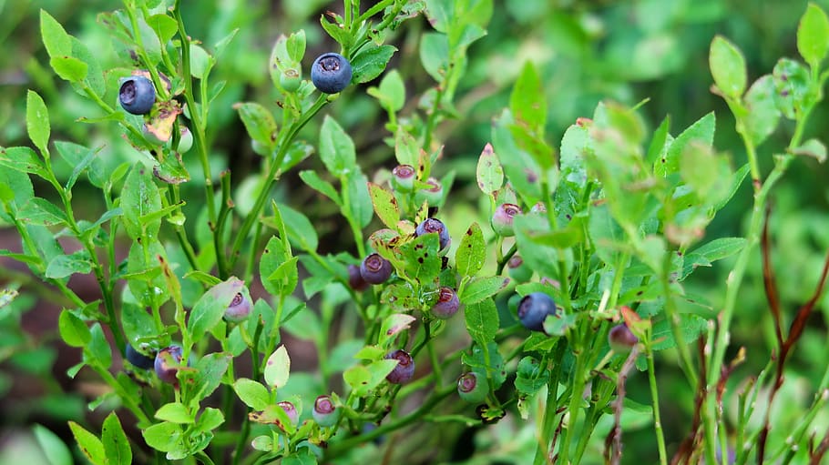 Online crop | HD wallpaper: blueberries, forest, nature, green color