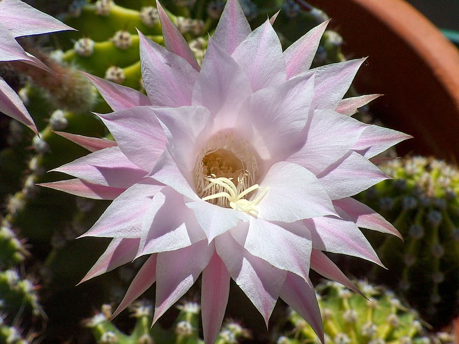 echinopsis, plants, garden, flower, flowering plant, beauty in nature HD wallpaper
