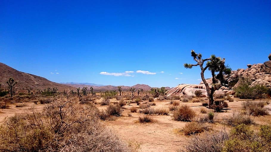 Tree, Landscape, Desert, Tuscany, blue, scenics, nature, outdoors HD wallpaper