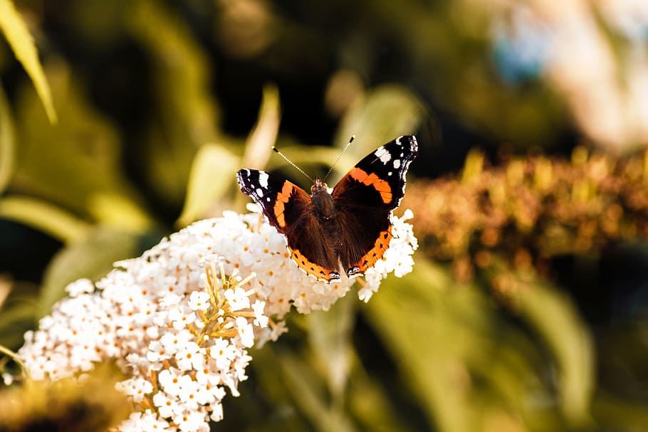 butterfly, spring, insect, close, animal, nature, common blue HD wallpaper