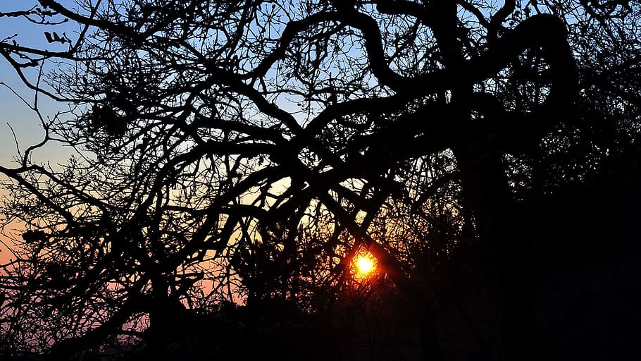 winter landscape, sunset, colors, nightfall, night lights, tree HD wallpaper