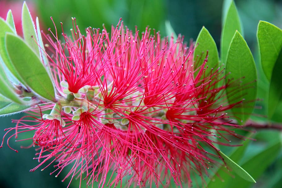 blossom, bloom, pipecleaner, fluffy, close, flower, plant, woolly HD wallpaper