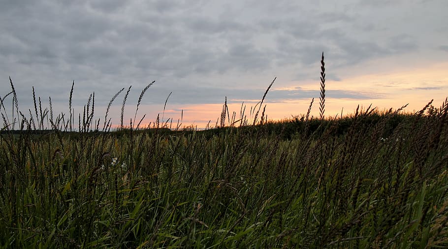 clouds, crops, field, green, nature, sky, sunrise, sunset, grass HD wallpaper