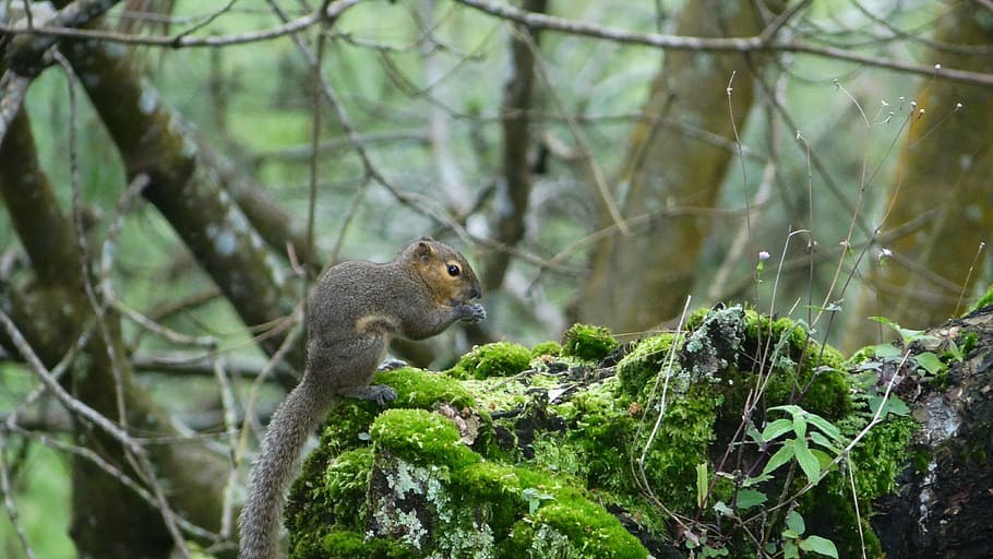 squirrel, indonesian, wildlife, animal, nature, tree, mammal HD wallpaper