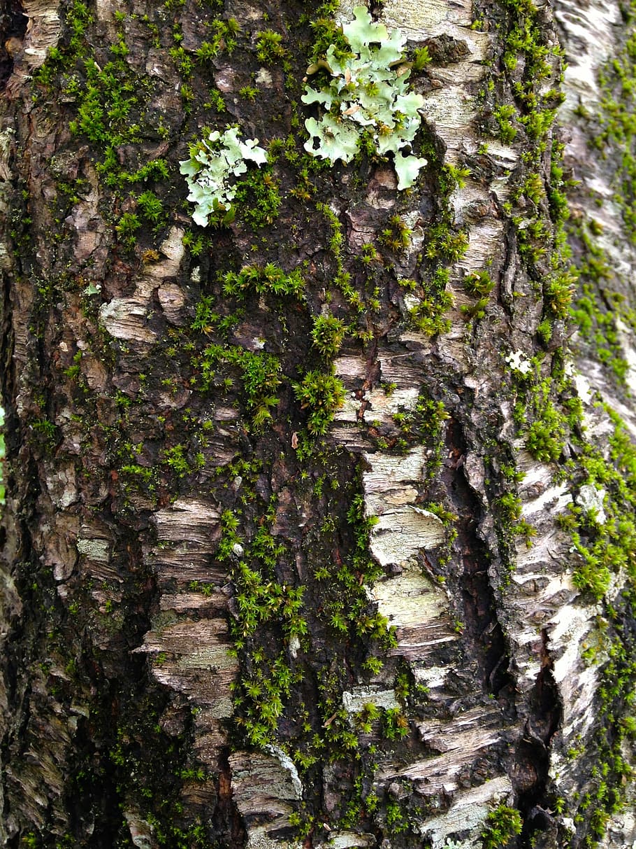 Moss, Tree, Bark, Tree Bark, Texture, tree bark texture, wood HD wallpaper
