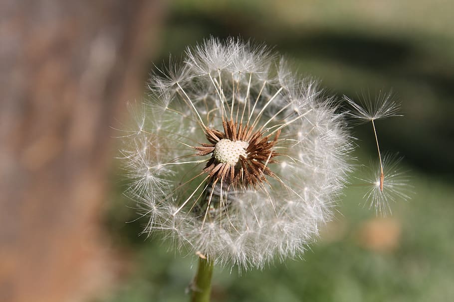 dandelion, white, plant, summer, green, fresh, harmony, blow HD wallpaper