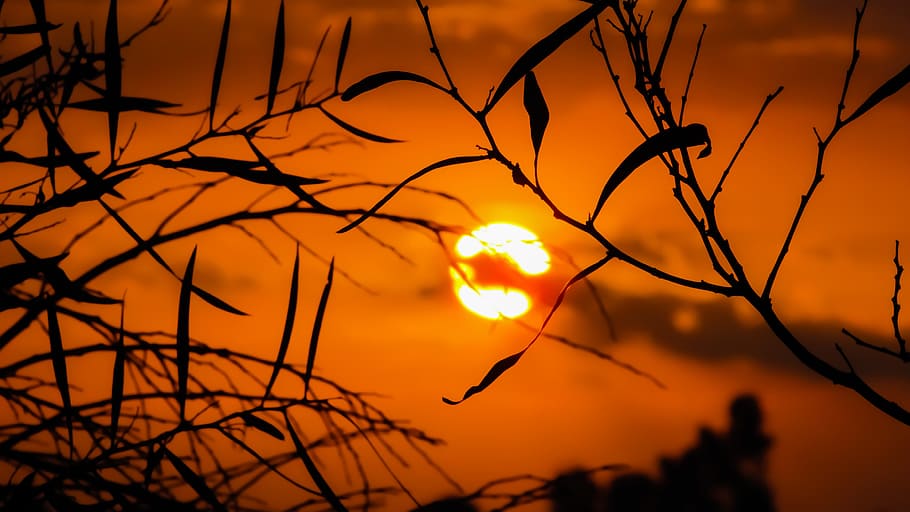 Sunset, branch, nature, tree, sunlight, evening, shadows, sky HD wallpaper