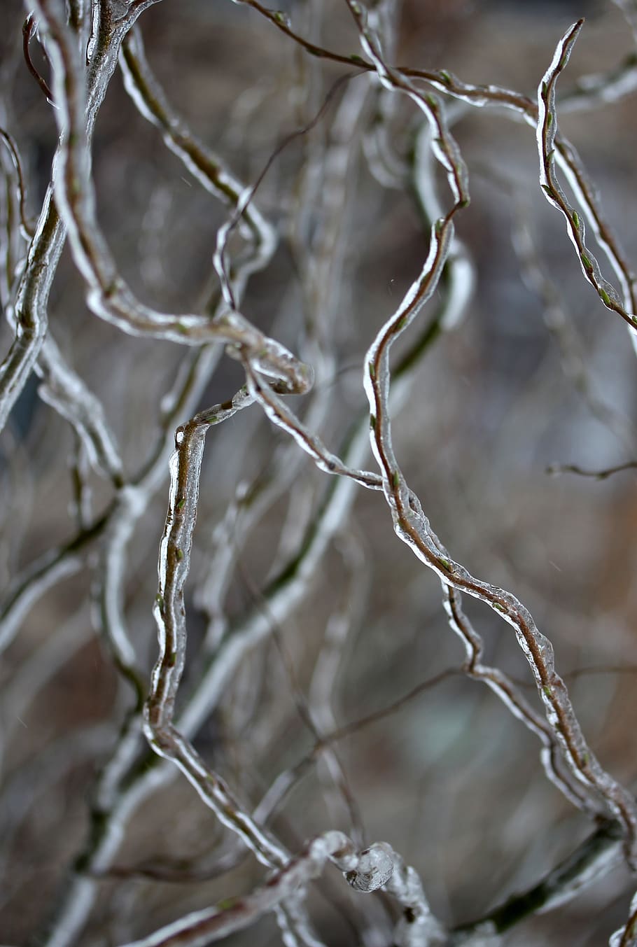 casey, frozen, ice, winter, tree, no people, close-up, full frame HD wallpaper