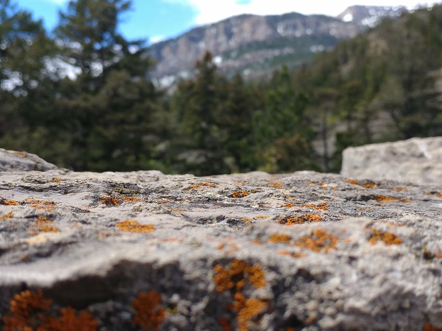 rock, platform, mountain, trees, selective focus, day, no people HD wallpaper