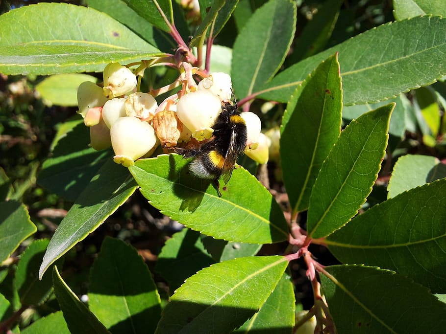 bee, flower, leaves, leaf, plant part, insect, invertebrate HD wallpaper