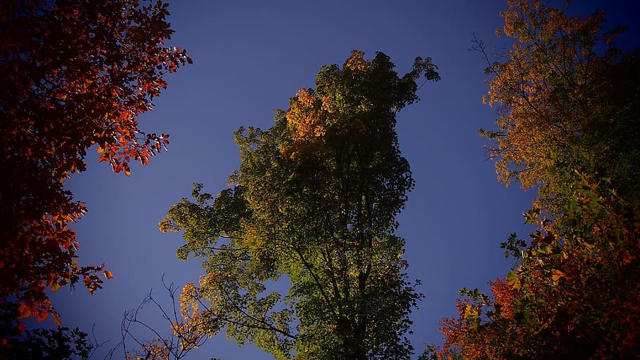 autumn, tree, nature, leaf, season, landscape, wood, plant HD wallpaper