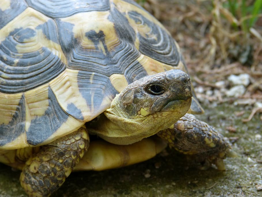 turtle, mediterranean, montsant, reptile, animal, tortoise HD wallpaper