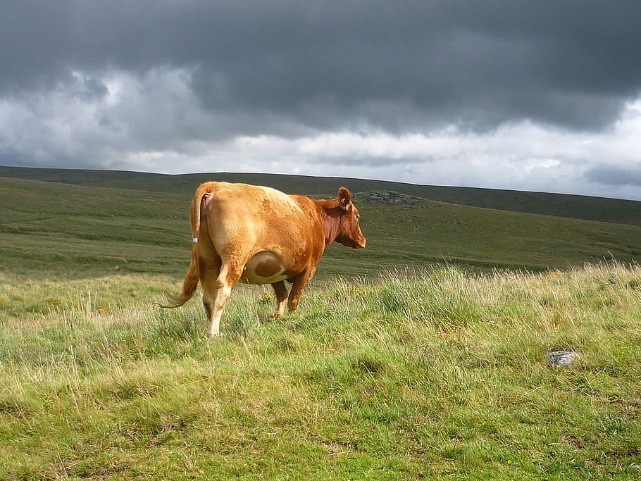 Cow, Cattle, Livestock, Dartmoor, Farm, animal, agriculture, HD wallpaper