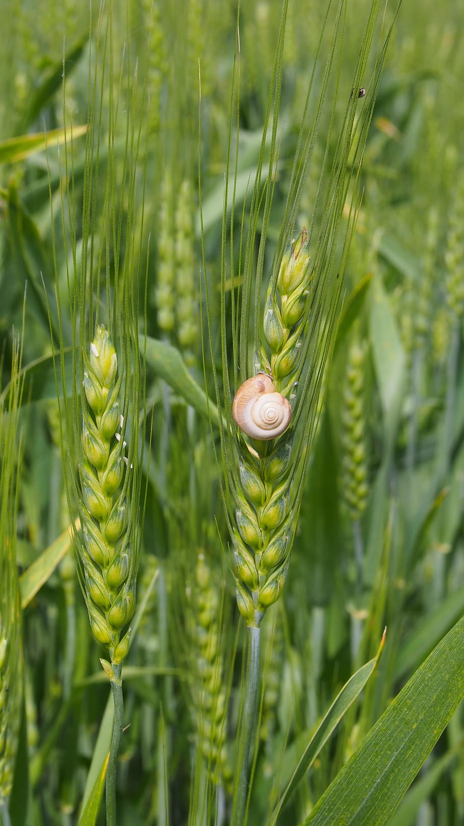 Snail, Wheat, Green, green color, one animal, spiral, outdoors HD wallpaper