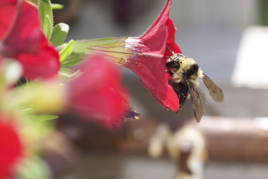 Bee, Flower, Sweet, Nectar, Petunia, summer, honey, red, one animal HD wallpaper