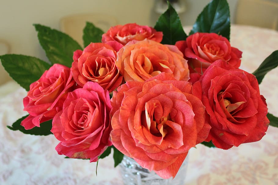 Red, Roses, Fresh, flower, rose - flower, petal, flower head HD wallpaper
