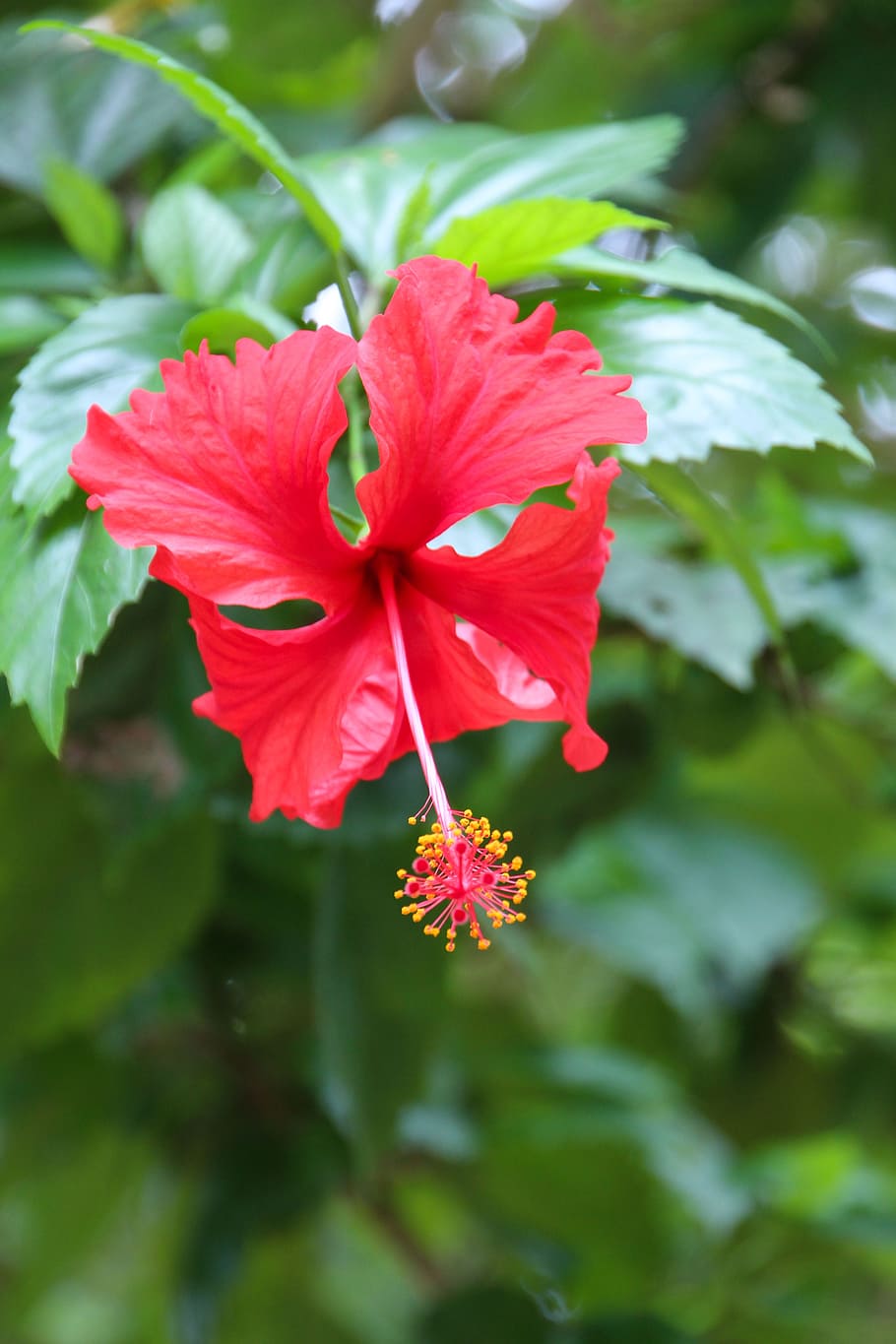 blossom, bloom, red, nature, flower, flowering plant, vulnerability HD wallpaper