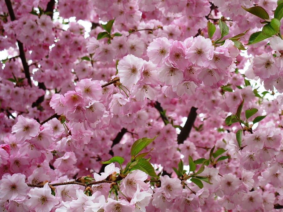 Flowers, Pink, Spring, Plant, pink Color, nature, springtime HD wallpaper