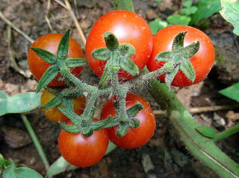 Cherry Tomato, Vegetable, fruit, ripe, red, food, fresh, plant HD wallpaper