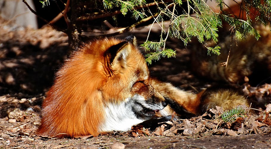 fuchs, sleep, pit, animal world, wild animal, wildlife photography HD wallpaper
