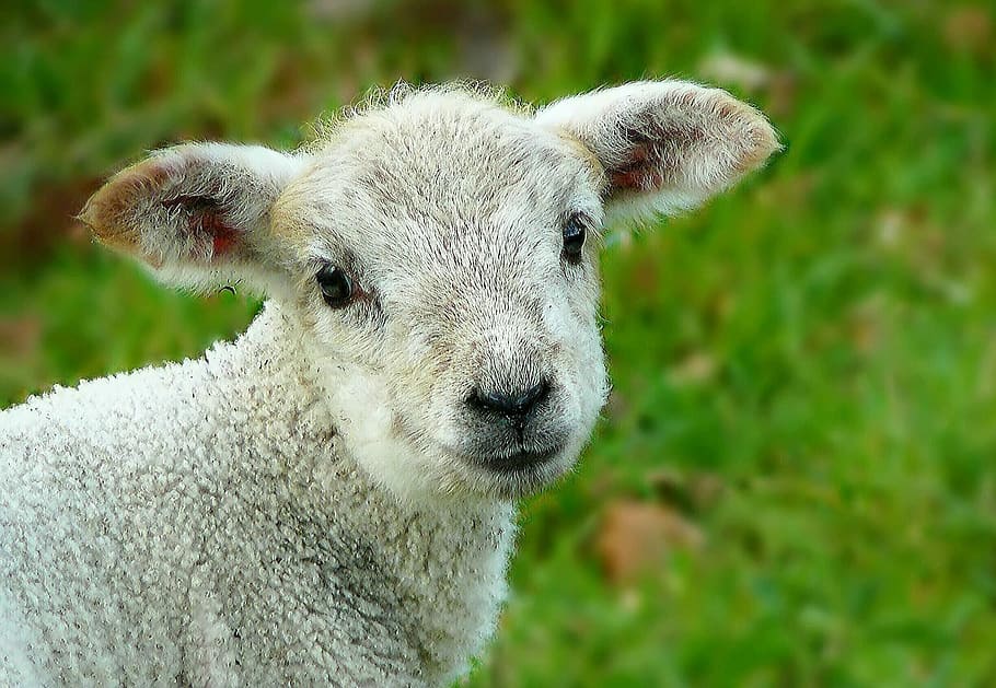 selective focus of gray lamb, sheep, wool, animal, head, fur HD wallpaper