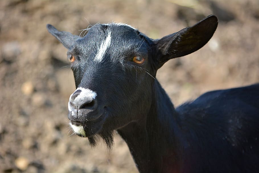 HD wallpaper: goat, animal, mammal, black and white, fur, goat's head ...