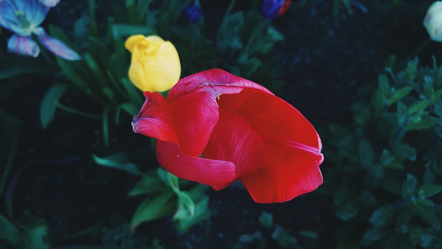 rose, bloom, red, yellow, flower, floral, nature, blossom, summer HD wallpaper