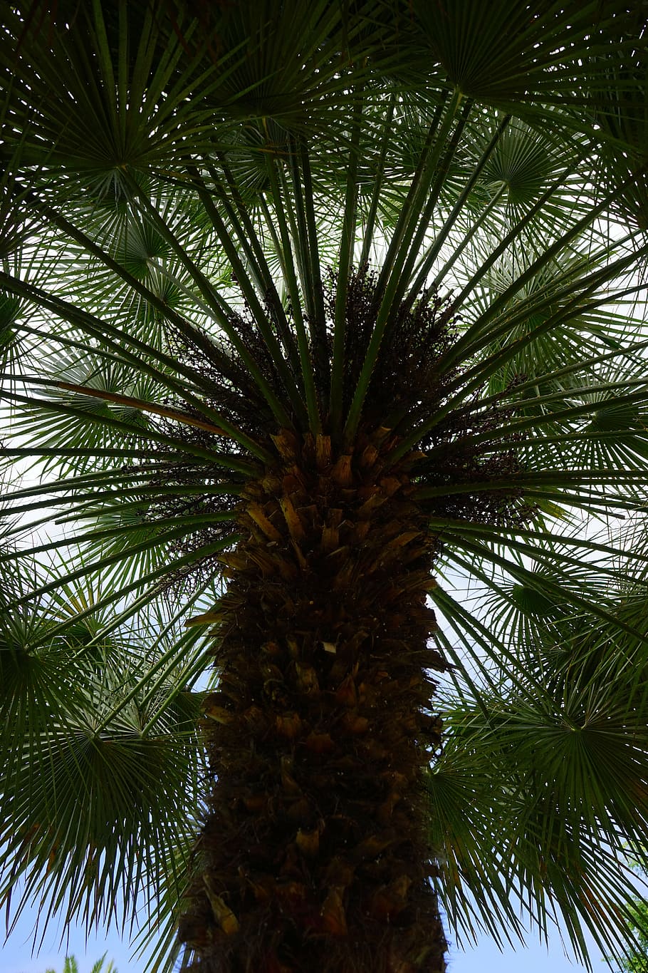palm, date palm, tree, palm tree, phoenix, phoenix dactylifera HD wallpaper