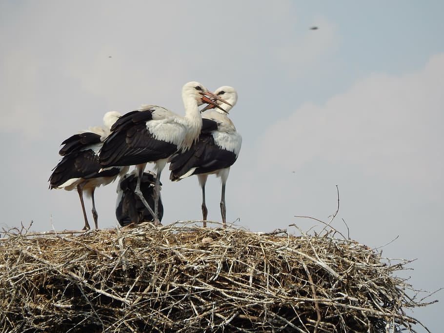 storks, birds, young, socket, animal themes, vertebrate, animal wildlife HD wallpaper
