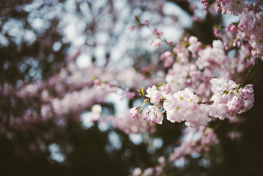 pink petaled flower, selective photo of white and pink cherry blossom HD wallpaper