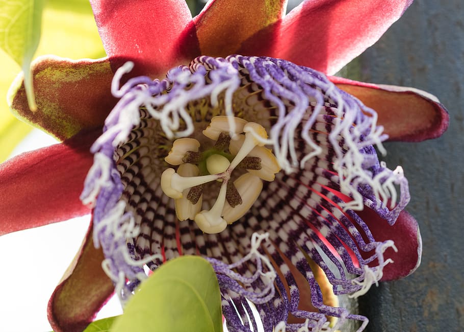 plant, climbing, passiflora, close-up, flower, art and craft HD wallpaper