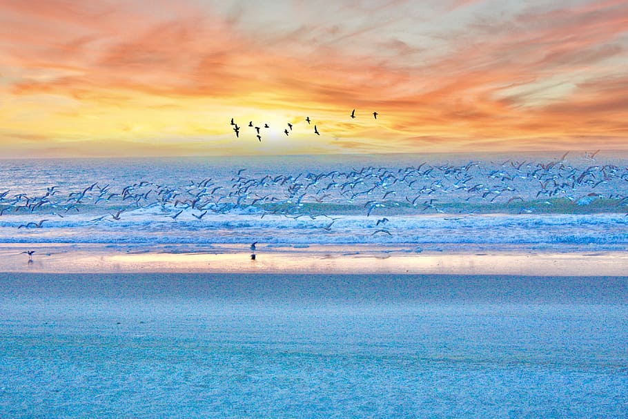 birds flying on the beach, myrtle beach, sunrise, ocean, sand