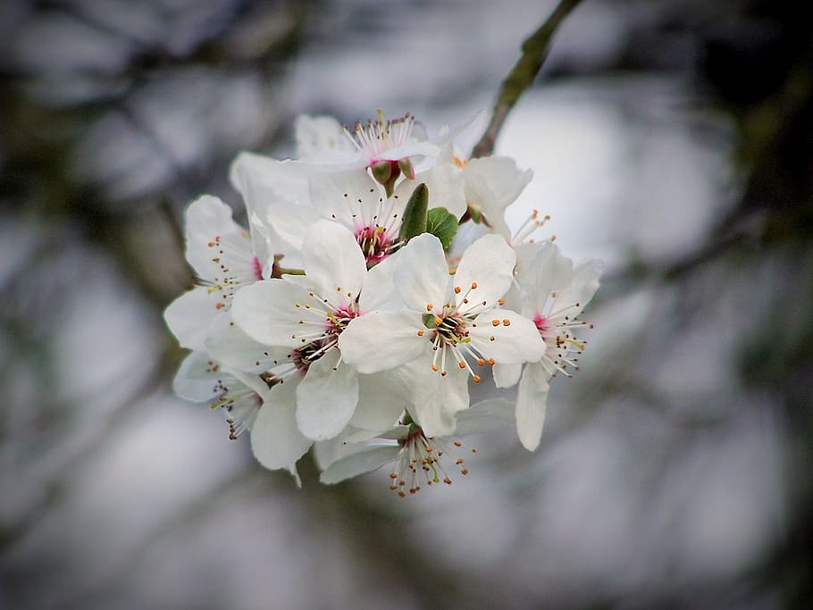close up photo of white petaled flower, cherry, cherry blossom HD wallpaper