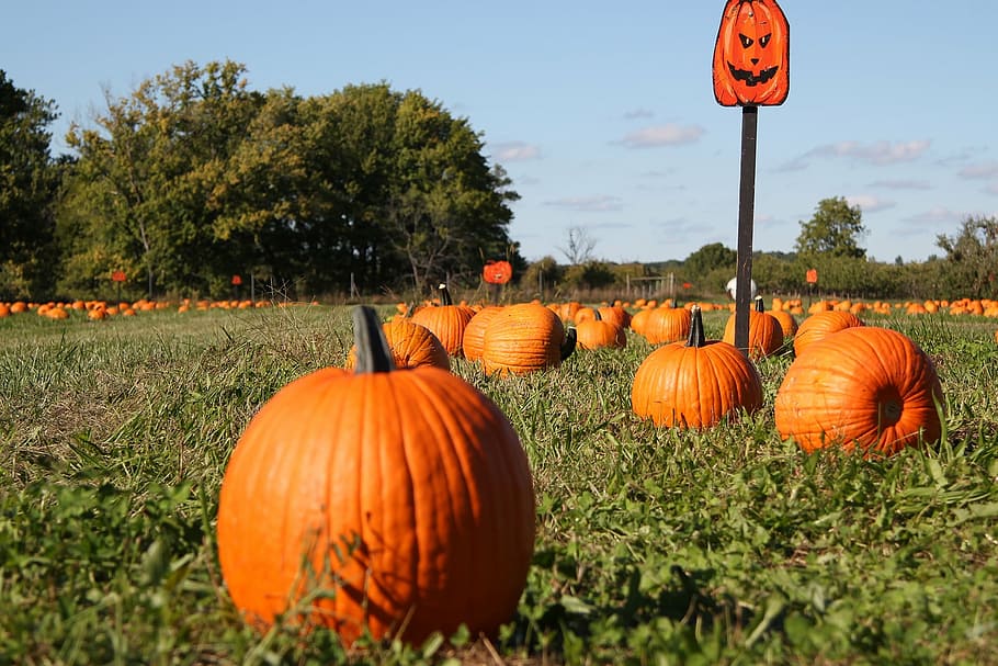 pumpkin field at daytime, pumpkin patch, fall, autumn, harvest HD wallpaper