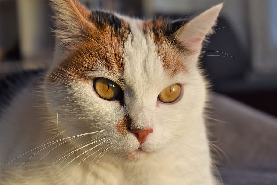 cat, white, animal, creature, pet, white cat, mieze, adidas HD wallpaper