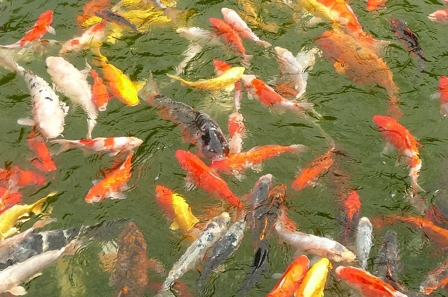 carp, carp swarm, fish, koi carp, large group of animals, high angle view