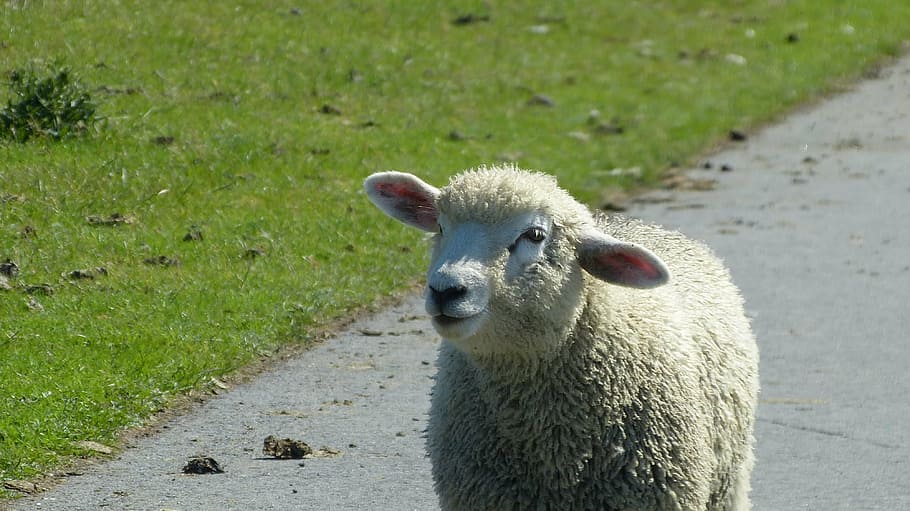 lamb, sheep, schäfchen, dike, animal, nature, animal world HD wallpaper