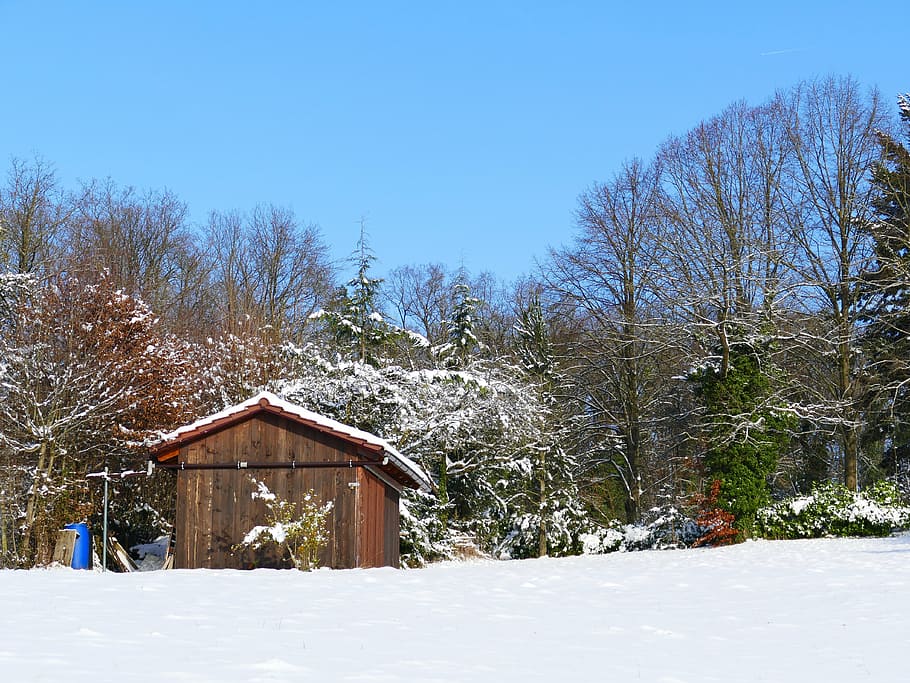 winter, snow, wintry, cold, winter trees, nature, winter cold HD wallpaper