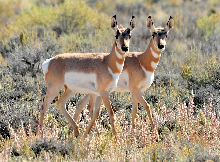 two deer walking on grass, pronghorn, twins, fawns, antilocapra americana