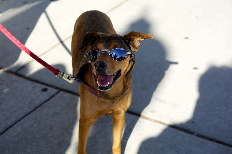 dog, panting, white, pet, animal, canine, funny, sunglasses HD wallpaper