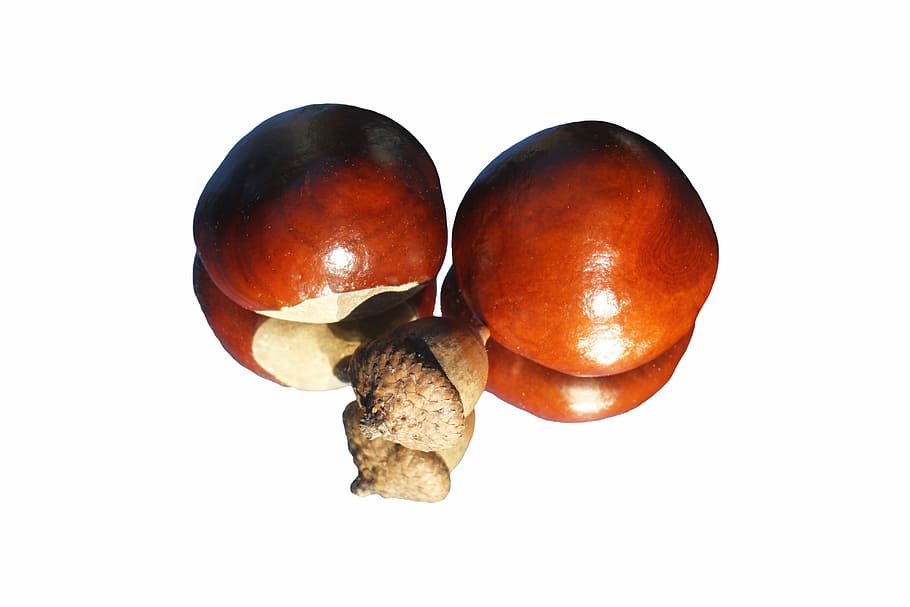 chestnut, acorn, shiny, mirror, horse chestnut, isolated, studio shot HD wallpaper