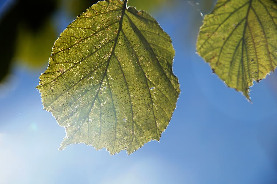 leaf, backlighting, soft light, sky, plant, leaves, contrast HD wallpaper
