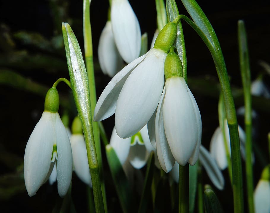 Flowers, White, Winter, Snowdrop, Nature, macro, white color HD wallpaper
