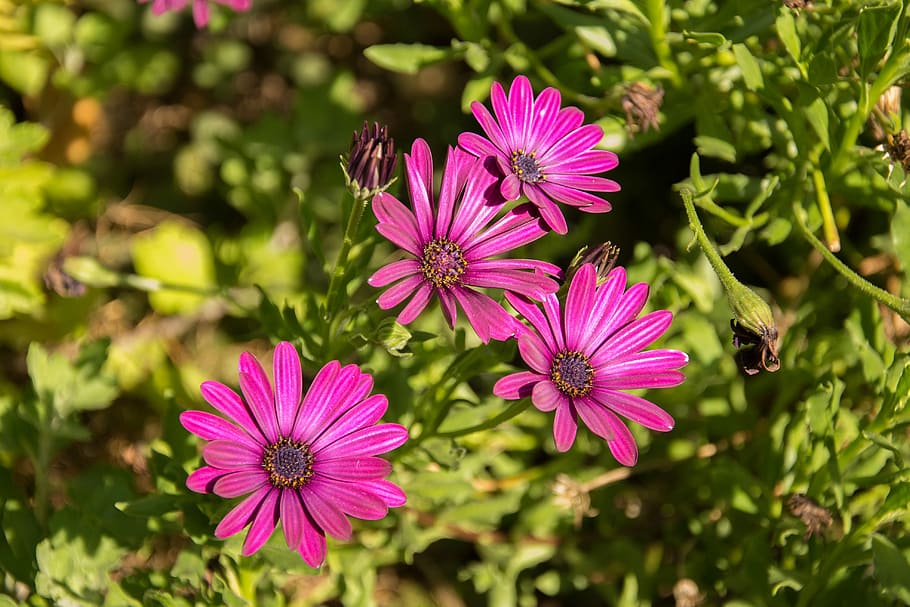 flower, plant, nature, spring, flowering plant, freshness, beauty in nature HD wallpaper